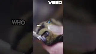 Adorable Cat Family Moments Caught!