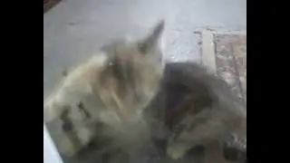 Mortal Combat Cat Fight Edition