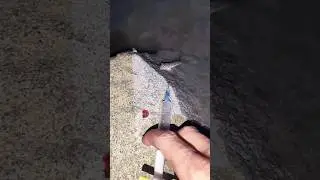 Catching The Walking Fish ( MUDSKIPPER ) ||