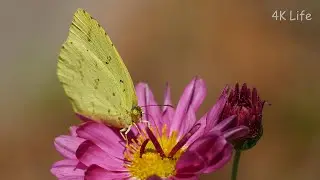 キタキチョウ（秋型） Common grass yellow (autumn form)［4K 昆虫 Insect］