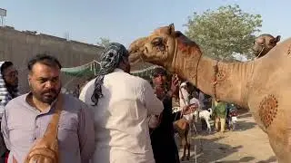 SINDHI CAMEL|QURBNAI CAMEL 2025|SIR FAIZ RASOOL JUTTS CAMEL|MANDI UPDATES 2025|SHAH PUR KANJRA MANDI