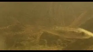 Onderwatercamera Roderveld zomer 2023