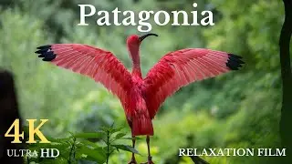 Patagonia: Discovering Chilean Patagonia Tranquil Splendor.relaxing-birds-and-piano-music