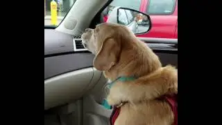 Sweet howling