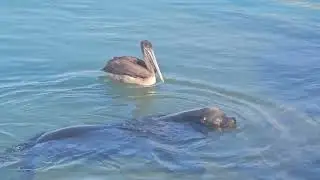 [#cabosanlucas] #sealions and #pelicans @ Cabo pt 1