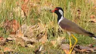 Close-Up View of the Red-Wattled Lapwing Calling in Its Natural Habitat