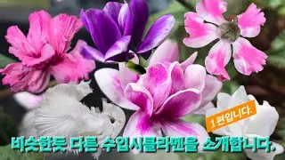 써니의 베란다 판매영상 3번째 이야기중 시클라멘 1편입니다.