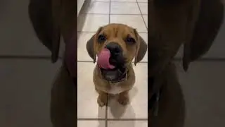 Learning to sit for treats! #puggle #puppy #treats #sit #good boy