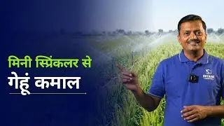 गेहूं की खेती में मिनी स्प्रिंकलर से ज्यादा उत्पादन