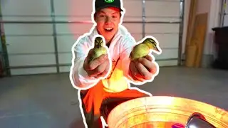 Я купил НОВЫХ утят кряквы!! &mdash; Самая простая установка на свете!