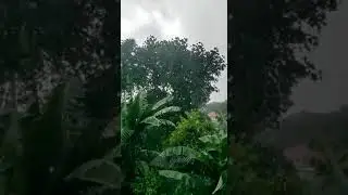 Heavy rains lashing in Neendoor  #Kottayam #Keralarains #monsoon 2022 #southwest monsoon #lsshorts