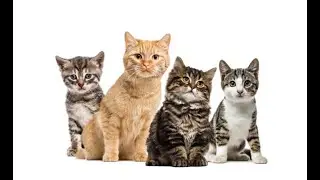 The Story of Polydactyl Cats for YouTube