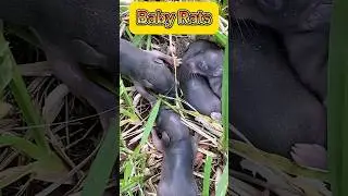 Baby Rats 🐀 #ratslife #rats