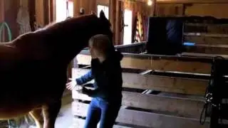 Moving around a horse