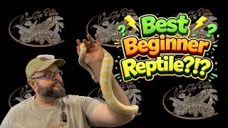 Are Ackie Monitors Good Beginner Reptiles? 🦎