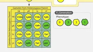 🍓Principles of inheritance and variation🍏 2nd lecture🍎Full video(Cl-12) 