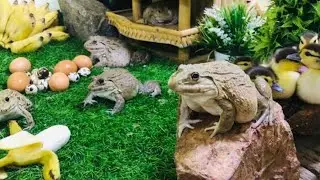 Amazing family frog/ sweet family screaming frog