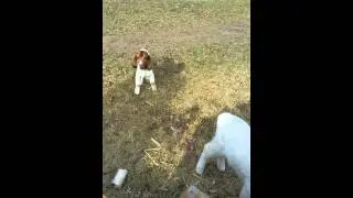 Baby goat baby sheep friends