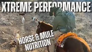 Elite Equine - Xtreme Performance Horse and Mule Nutrition | HXP #508