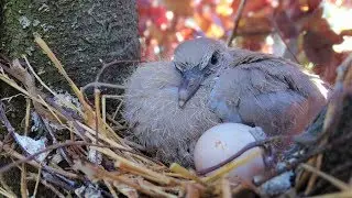 Türkentauben Entwicklung im Nest | Reptilien und Amphibien Folge 6