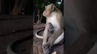 Greedy monkey shows his aggressive face expression 😲😮🐵🐒