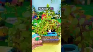 DIY Reuse of plastic bottle into beautiful miniature garden #diy #viral #homegardening #reuse
