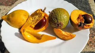 Battle of the Eggfruits - Lucuma (Pouteria lucuma) vs Canistel (Pouteria campechiana)