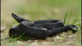 Гадюка обыкновенная  Vipera berus в Ворохте меланист 2021 год