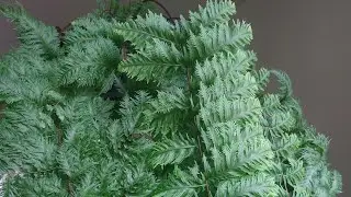 RARE: How to grow a plume fern?