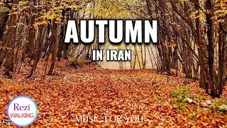 Peaceful Walk in Hyrcanian Forests, Iran | Relaxing Music for Stress Relief