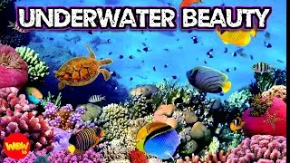 Listen, See and Think: Episode 459 (Underwater Beauty)