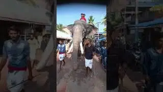 Pambadiii rajann at Villapuram temple  @Elephantlover007 @elephantlover5536 @News18Kerala