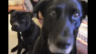 Funny Cute Dogs food focus take two #dogs #cute #funny #food