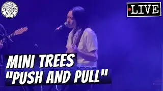 Mini Trees 