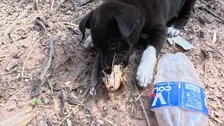 Puppy Eating Fish Head 😱 Is It Safe or Dangerous? | Dog Food Facts