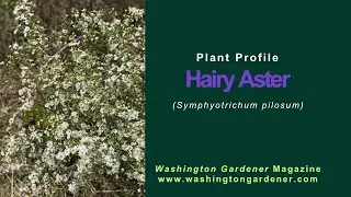 Hairy Aster Plant Profile