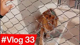 Romeo ne Cage Tor Diya - #vlog 33 - Apna Farm House Official