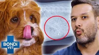 Can Sharp Chicken Bone Pass Through Pup's Insides With No Harm?☠️ Bondi Vet Clips | Bondi Vet