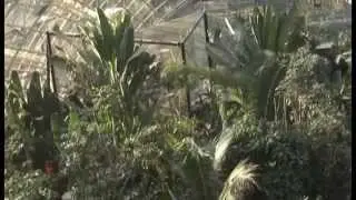 Vertd&eacute;co suite : Am&eacute;nagement de la grande serre Zoo de Vincennes