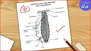 Cockroach Digestive System Diagram Drawing CBSE / easy / Labelled Science project