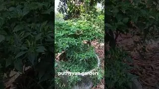 My garden#shorts/puthyvangarden