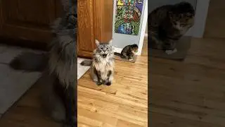 Treat Belly is Never Full 😆 #catsdailylife #mainecooncapers