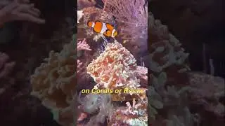 INTERESTING FACTS ABOUT NEMO #clownfish #marinelife #shorts