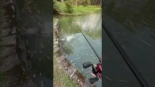 people catching big fish in the ocean #shorts #fish #fishing