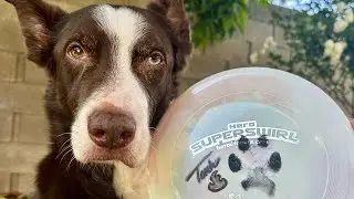 Torch ~ 2024 Skyhoundz DiscDogathon Qualifier