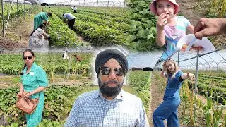 Our Business In New-Zealand | Easy Work Visa 💵 Fruit Picking Farm🍓