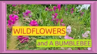 Wildflowers and a Bumblebee