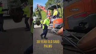 We bought three 30 years old Sago palm for our client! #aucklandlandscaping #sagopalm #Cycad
