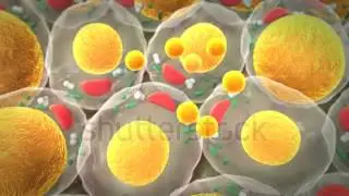 Adipocytes Growing Animation