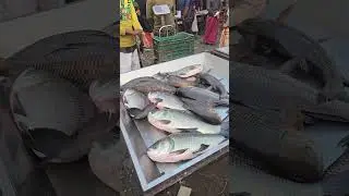 Live Katla Fish Market #trending #shorts #fish #youtubeshorts